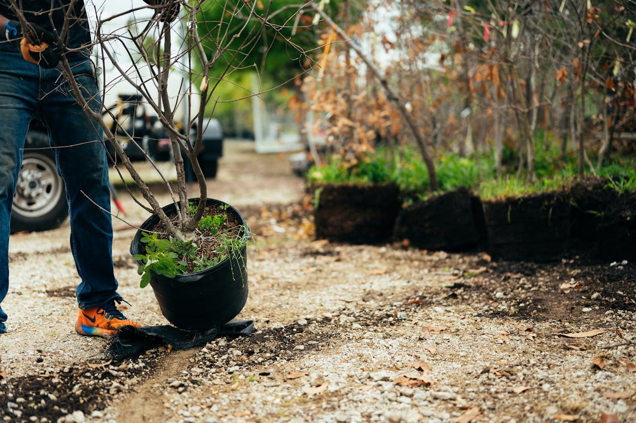 Close-up of gardener planting a tree in a pot outdoors, focusing on eco-friendly practices.