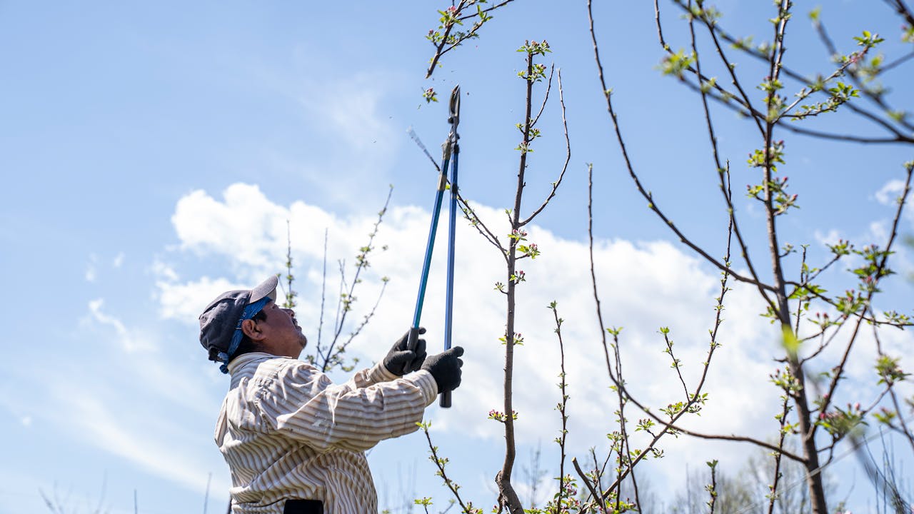 A man prunes tree branches under a clear blue sky, highlighting springtime maintenance.